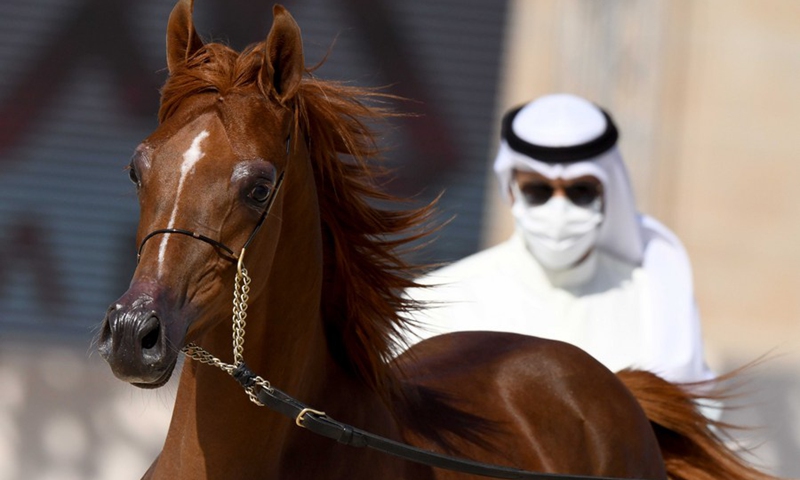 kuda arabian