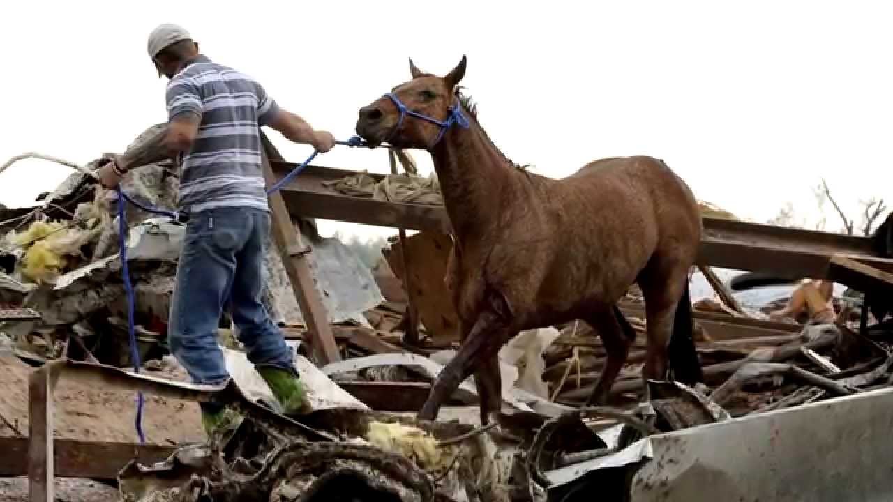 kuda terselamat bencana alam