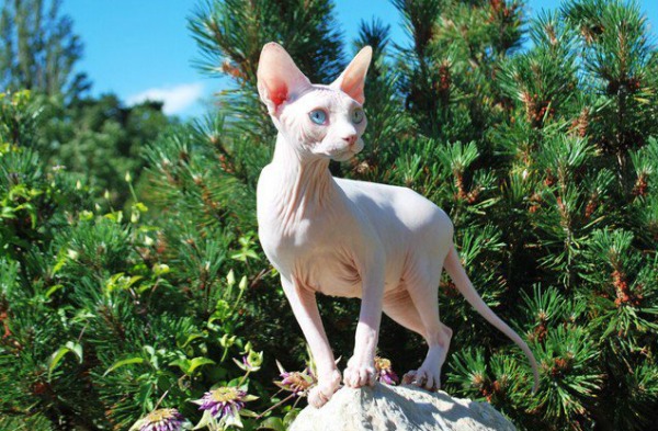 kulit kucing sphynx sensitif cahaya matahari
