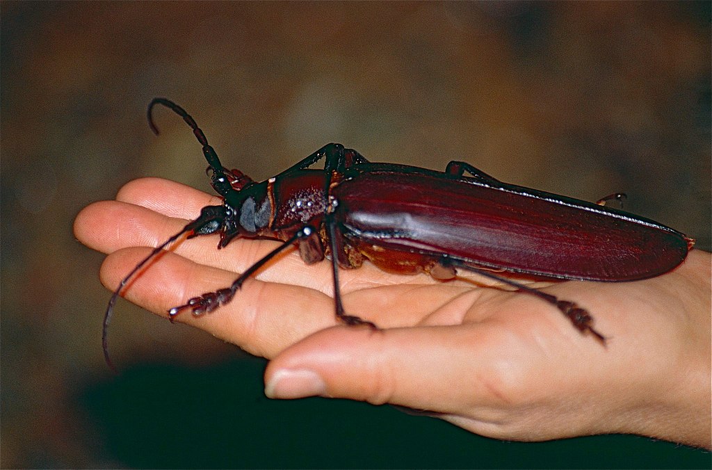kumbang gergasi