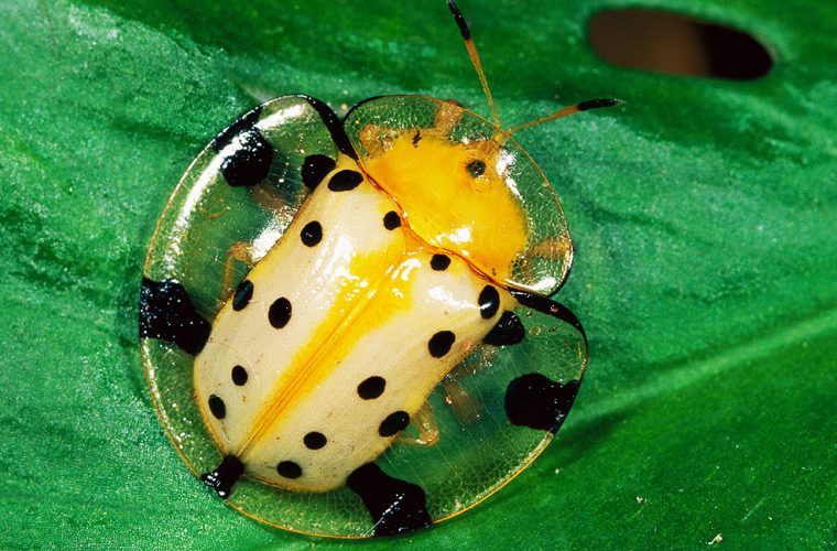 kumbang kura kura tortoise shell beetle lut sinar