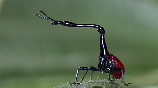 kumbang zirafah