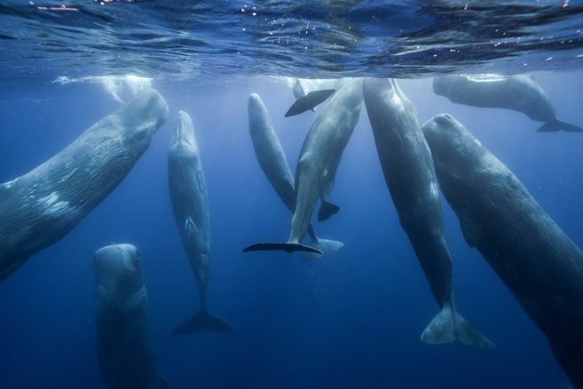 kumpulan paus sperma