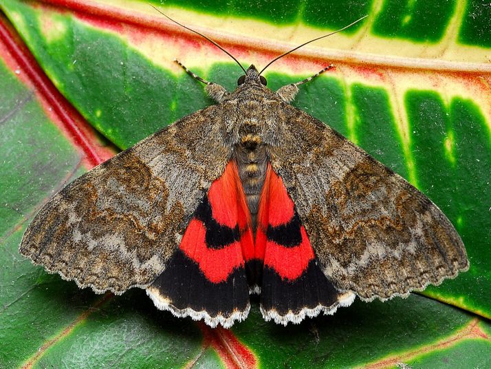 kupu kupu pink underwing moth
