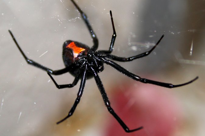 labah labah black widow