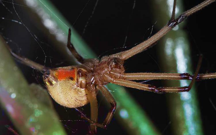 labah labah spider brown widow