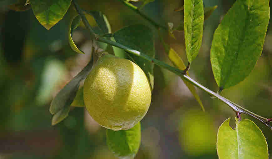 laimun lemon limau bahasa asal usul