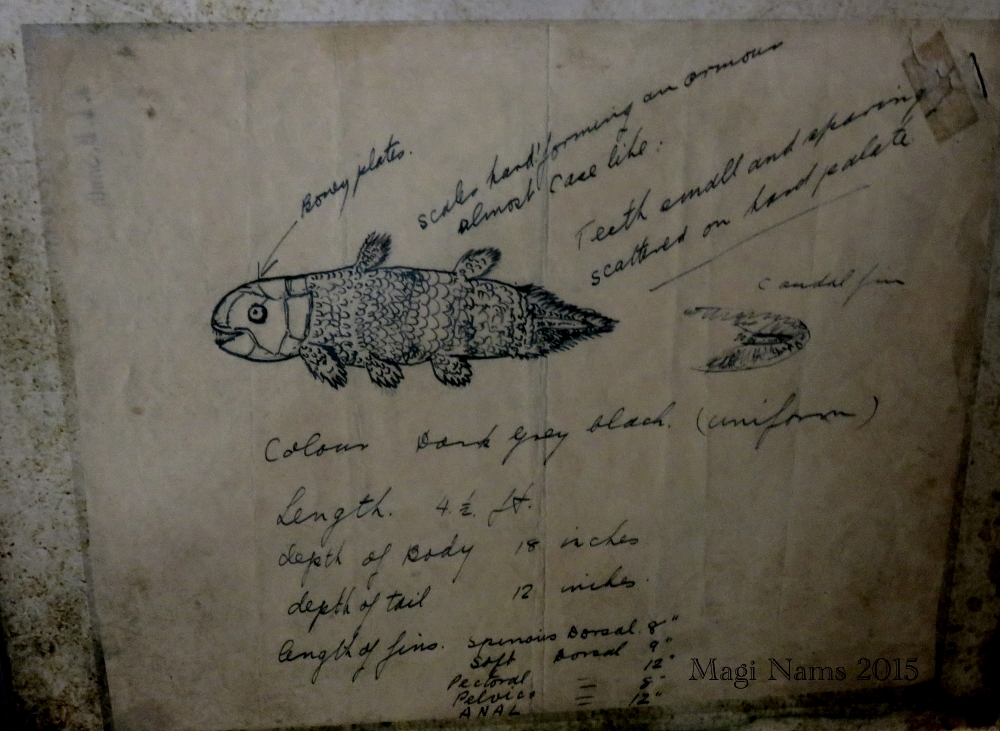 lakaran ikan coelacanth oleh marjorie courtenay latimer