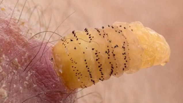larva keluar daripada kulit 2