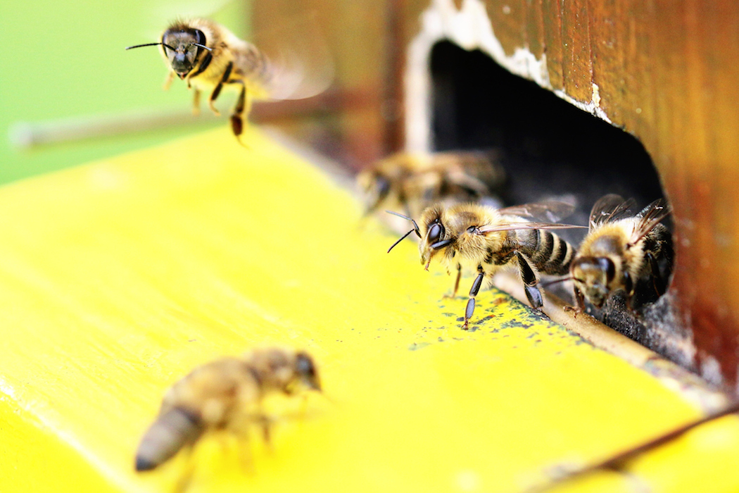 lebah dari koloni lain boleh masuk sarang lebah lain