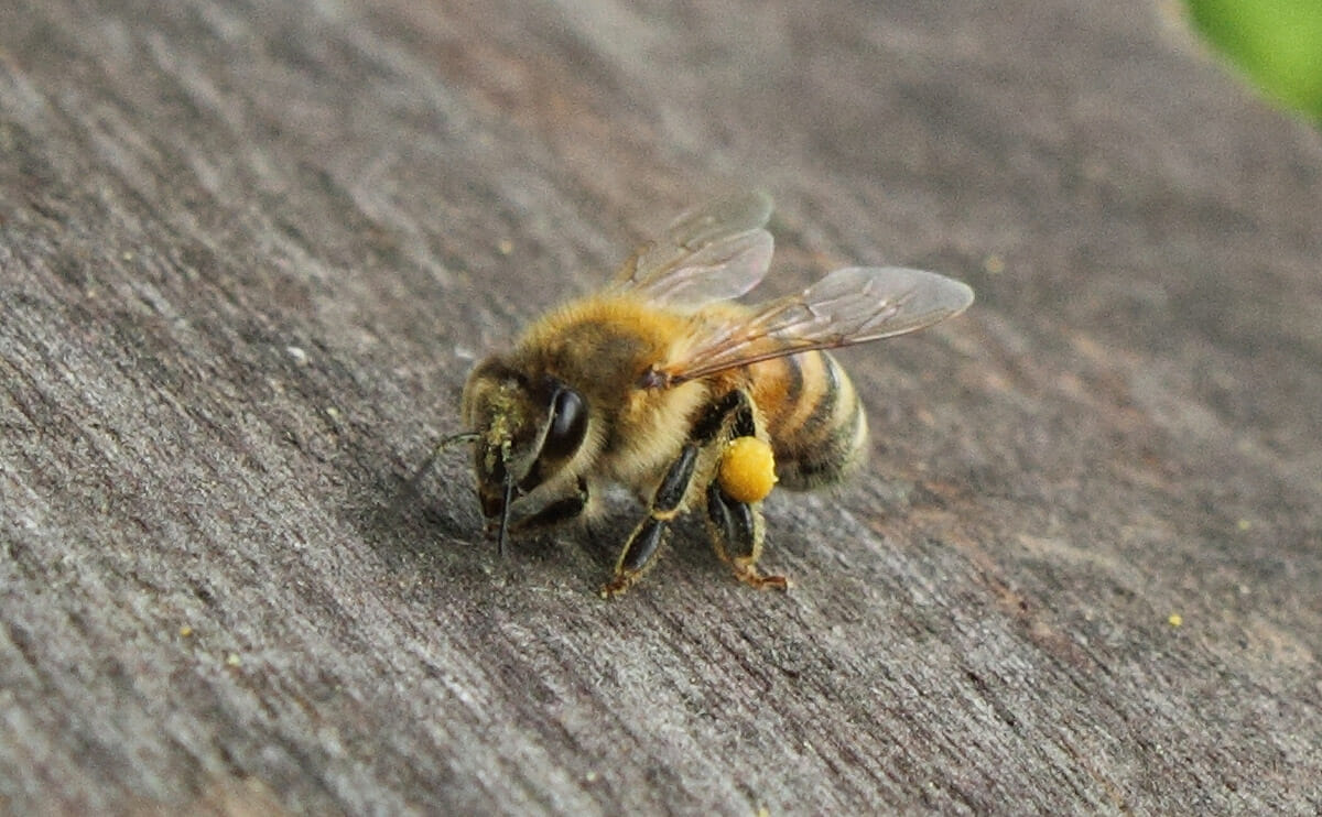 lebah hidup bersendirian