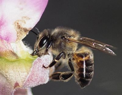 lebah madu cape