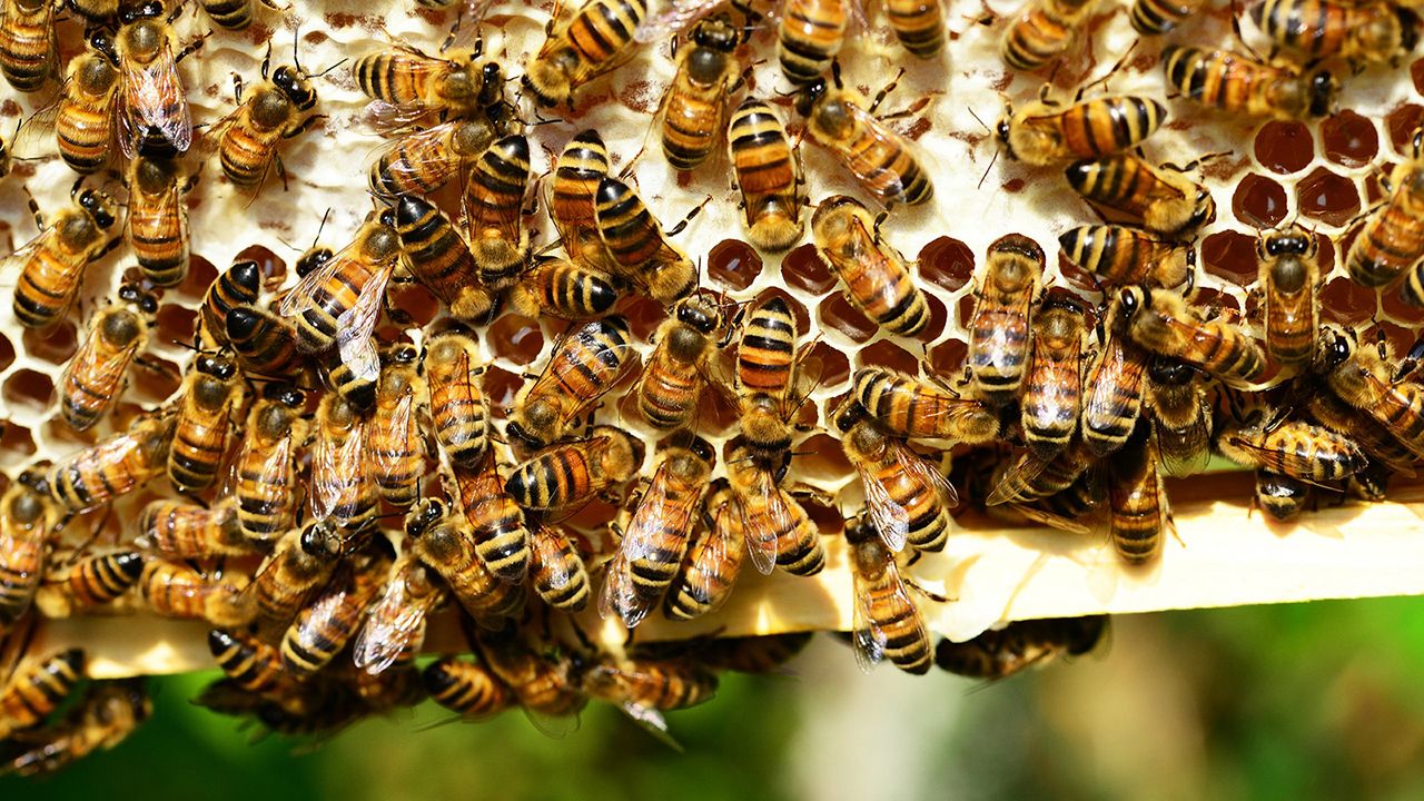 lebah madu menjalani pembelajaran visual
