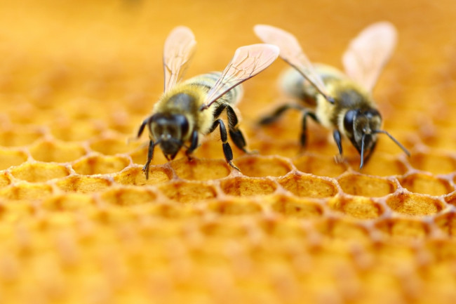 lebah madu penting untuk bumi