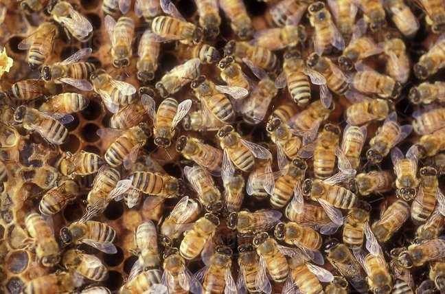 lebah pekerja