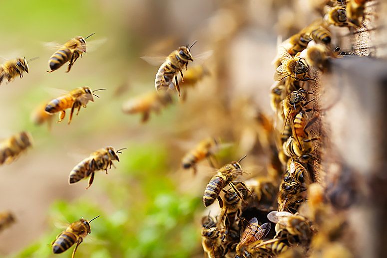 lebah penting untuk bumi