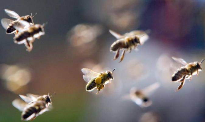 lebah sensitif terhadap medan magnet
