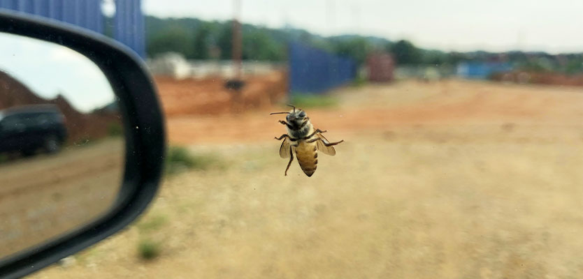 lebah sesat jalan 2