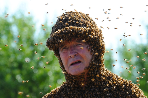 lebah sesat jalan