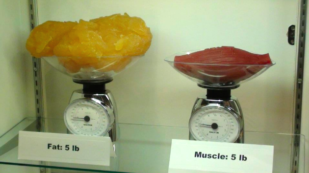 lemak vs otot