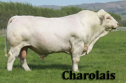 lembu baka charolais 594