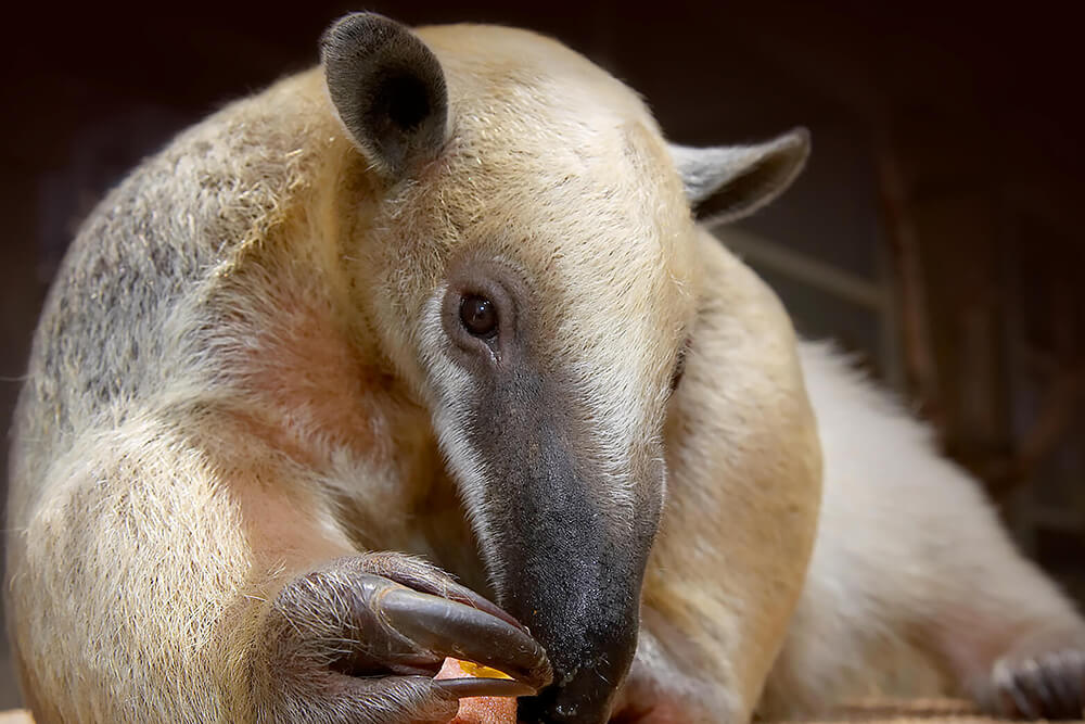 lesser anteater 2