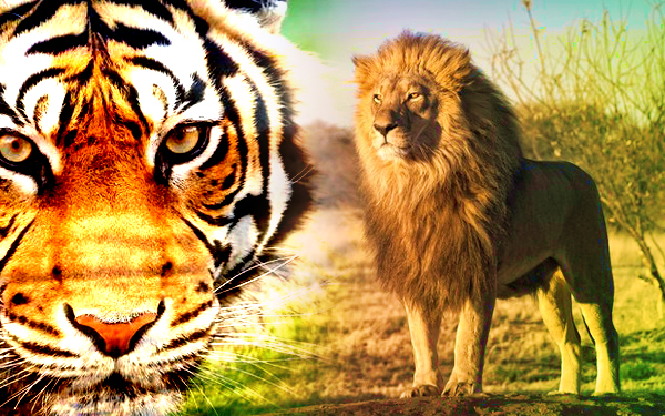 lion and tiger harimau dan singa