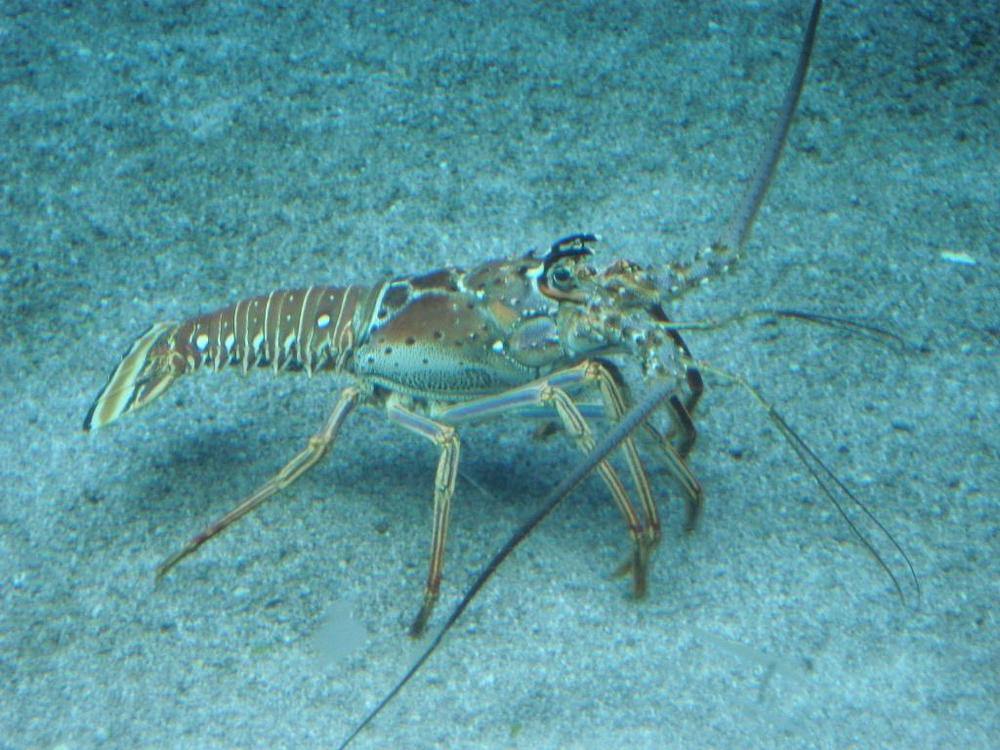 lobster 2