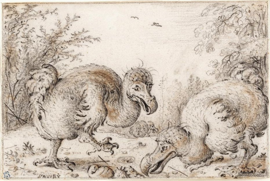 lukisan burung dodo