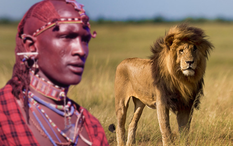 maasai warrior and lion