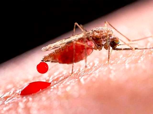 malaria 5 penyakit yang mencegah penyakit lain
