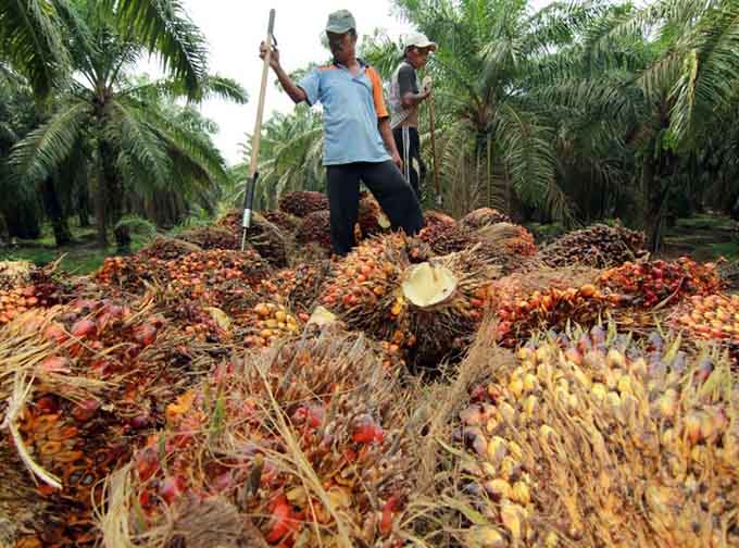 malaysia pengeluar minyak sawit kedua terbesar di dunia