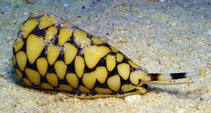 marbled cone snail