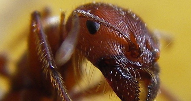 maricopa harvester ant semut serangga paling berbisa di dunia