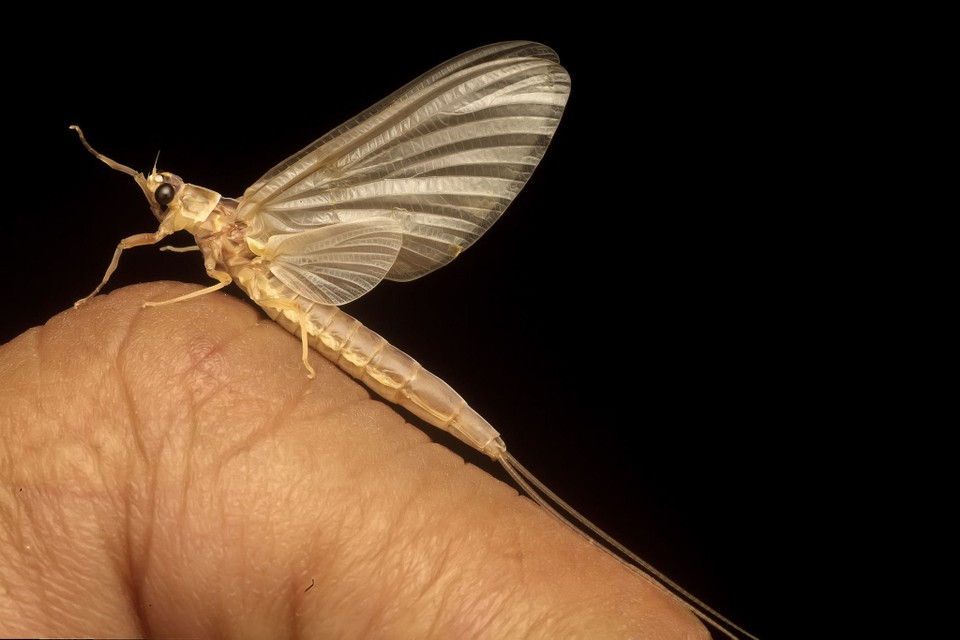 mayfly haiwan paling cepat mati