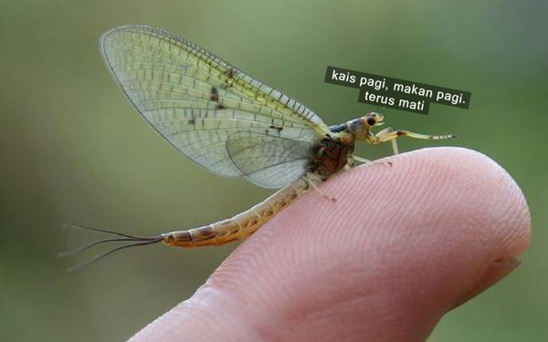 mayfly haiwan paling pendek nyawa