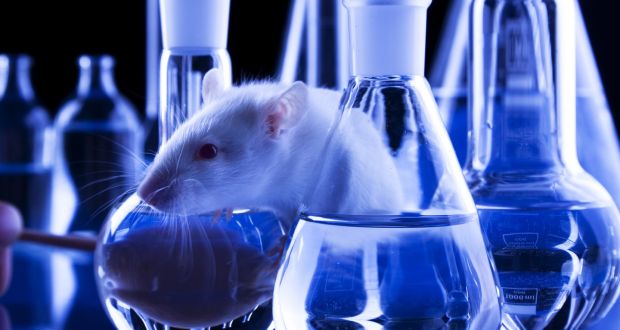 mengapa tikus digunakan dalam penyelidikan