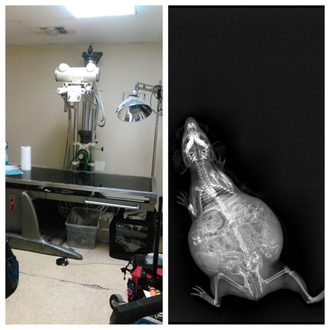 mesin x ray untuk haiwan