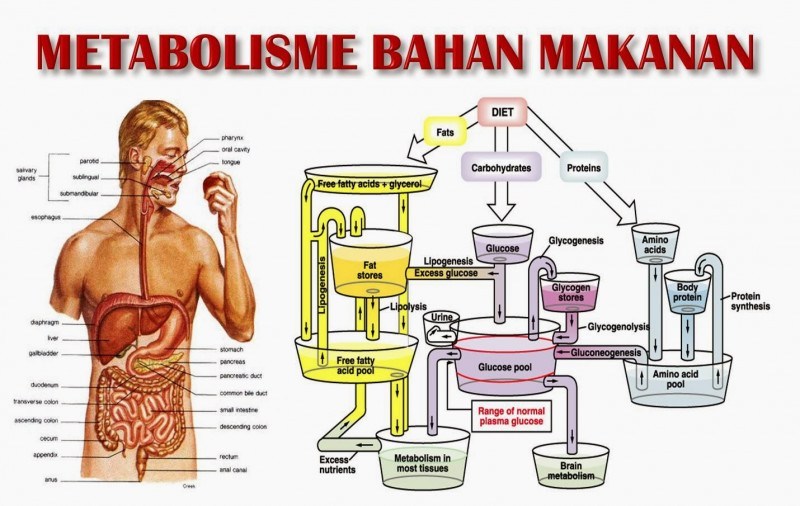 metabolisme penerangan