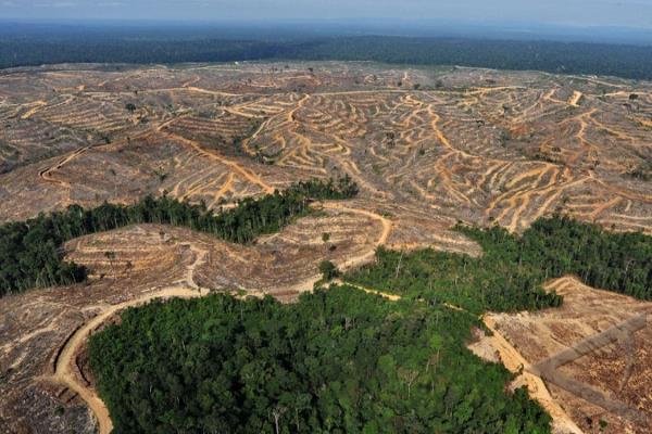 minyak sawit cetuskan penebangan hutan