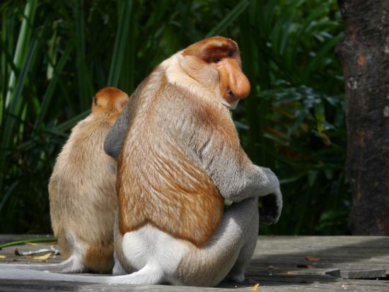 monyet proboscis monyet paling besar di dunia
