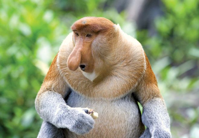 monyet proboscis monyet paling menakutkan di dunia