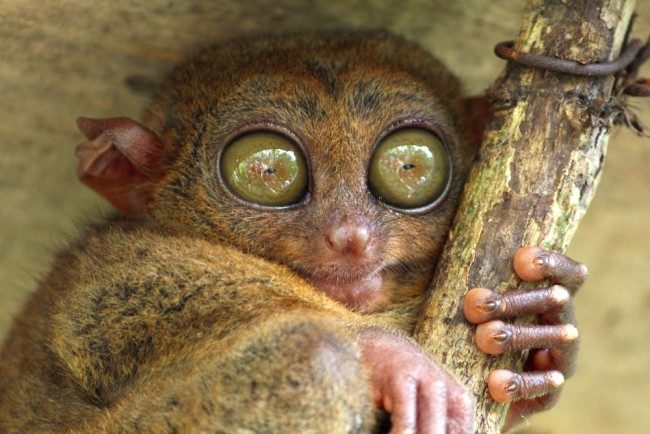 monyet tarsier 2