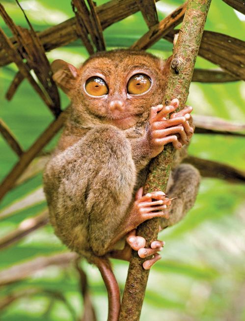 monyet tarsier 269