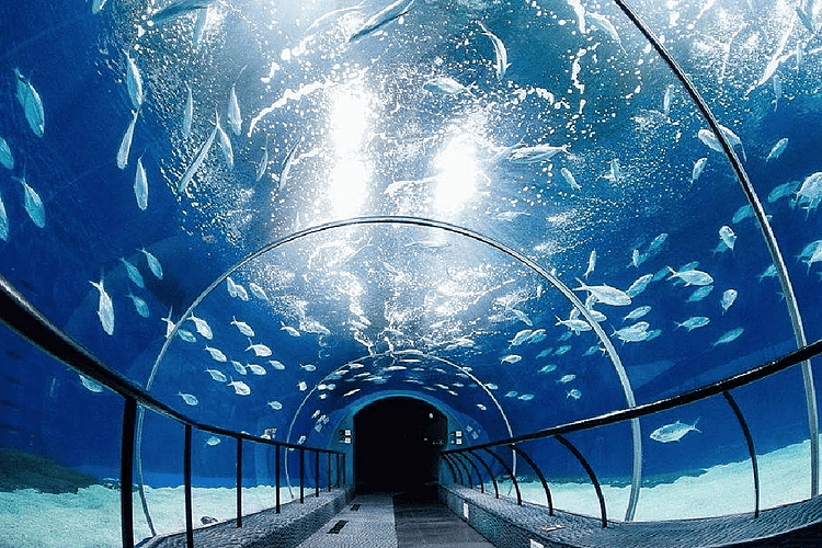 moscow oceanarium