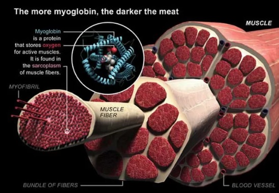 myoglobin 88