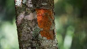 nama brazil brazilwood pewarna pokok