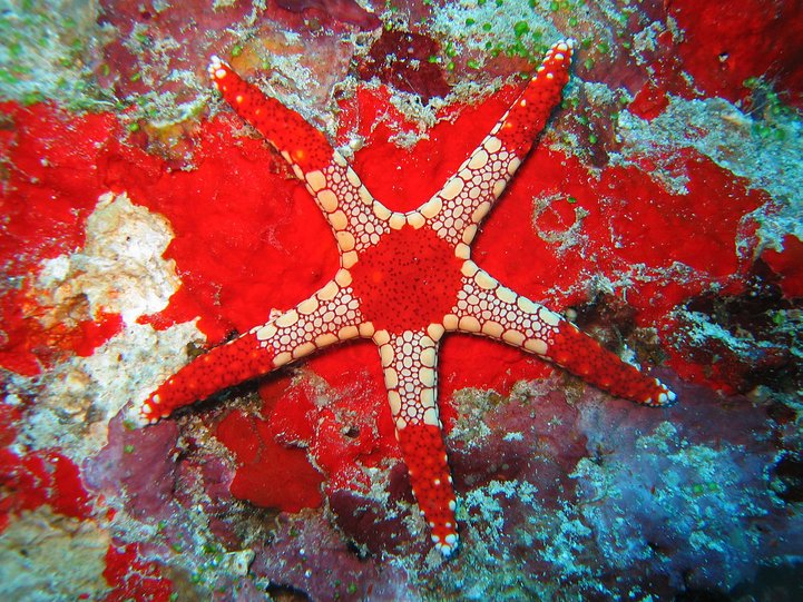 necklace starfish