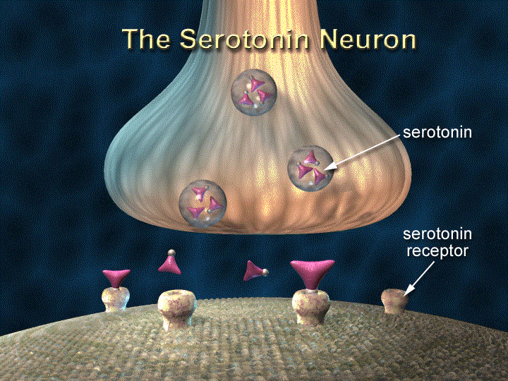 neuron serotonin