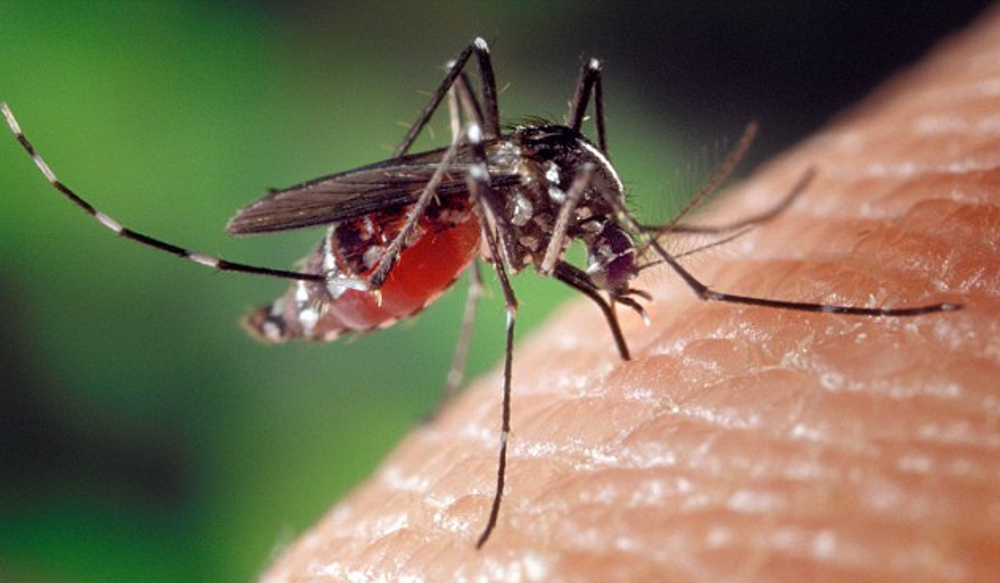 nyamuk banyak menyebabkan kematian